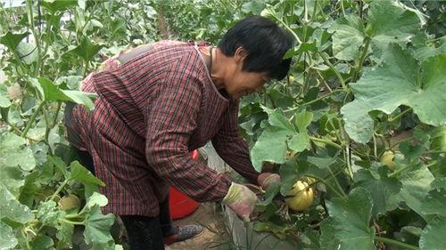 保定清苑最新吃瓜爆料,揭秘神秘事件背后的真相